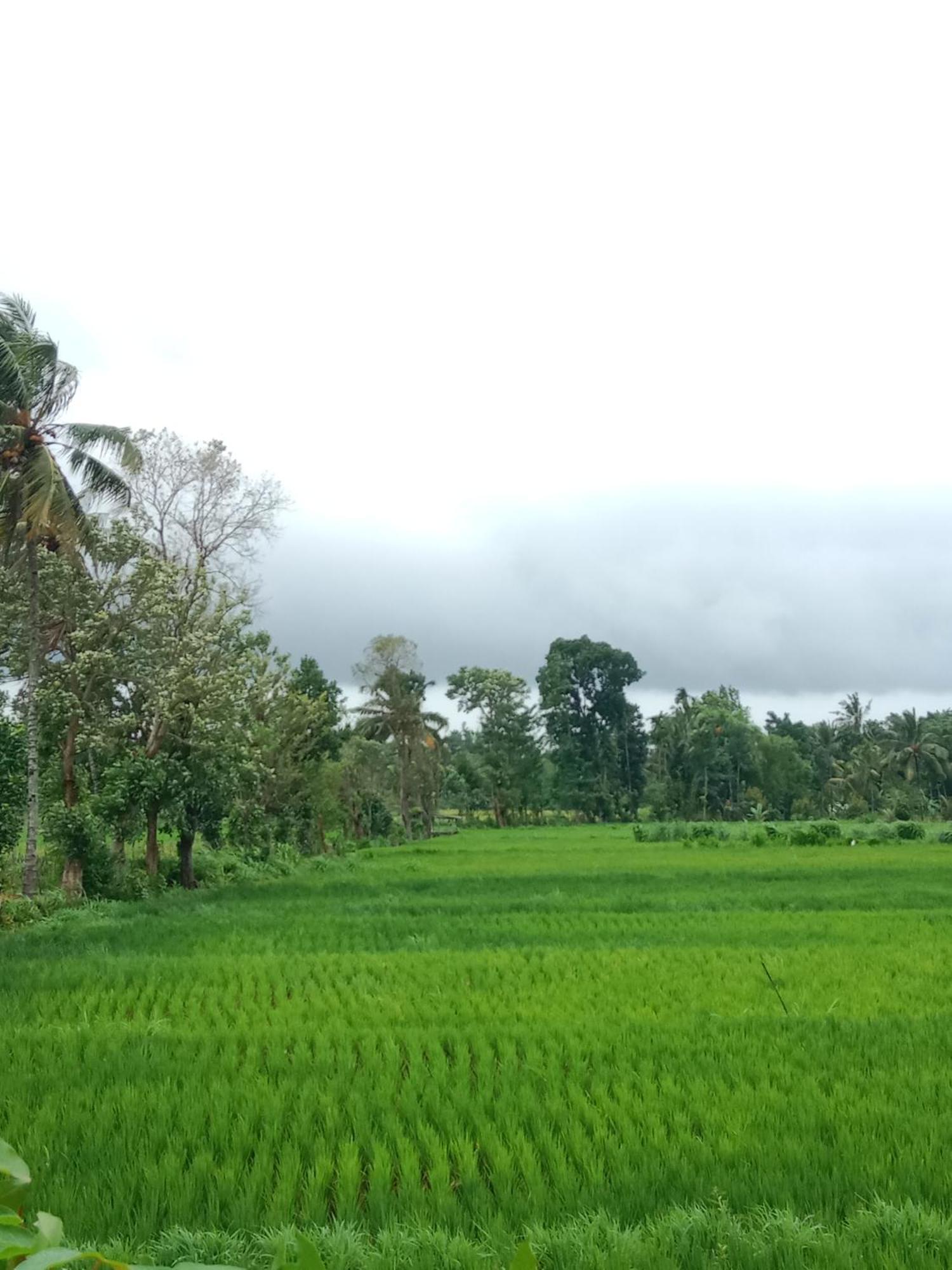 טטבאטו New Rinjani Homestay מראה חיצוני תמונה